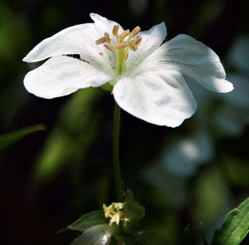 richardson geranium